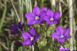 Groot spiegelklokje (Legousia speculum-veneris) 