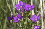 Groot spiegelklokje (Legousia speculum-veneris) 