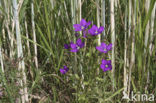 Groot spiegelklokje (Legousia speculum-veneris) 