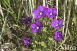 Groot spiegelklokje (Legousia speculum-veneris) 