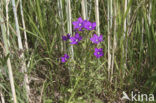 Groot spiegelklokje (Legousia speculum-veneris) 