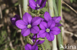 Groot spiegelklokje (Legousia speculum-veneris) 