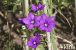 Groot spiegelklokje (Legousia speculum-veneris) 