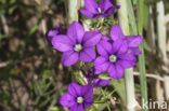 Groot spiegelklokje (Legousia speculum-veneris) 