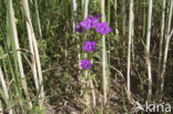 Groot spiegelklokje (Legousia speculum-veneris) 