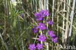 Groot spiegelklokje (Legousia speculum-veneris) 