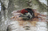 Great Spotted Woodpecker (Dendrocopos major)