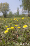 Grote keverorchis (Neottia ovata