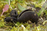 Grote schotelkluifzwam (Helvella queletii) 