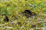 Grote schotelkluifzwam (Helvella queletii) 