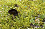 Grote schotelkluifzwam (Helvella queletii) 