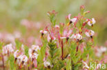 Grote Veenbes (Vaccinium macrocarpon)