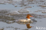 Grote Zaagbek (Mergus merganser)