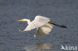 Great White Egret