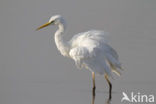 Grote zilverreiger (Casmerodius albus)