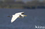 Grote zilverreiger (Casmerodius albus)