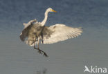 Great White Egret