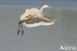 Great White Egret