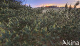 Grove den (Pinus sylvestris)