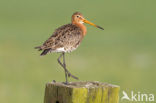 Grutto (Limosa limosa) 