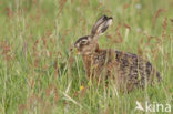 Brown Hare (Lepus europaeus)