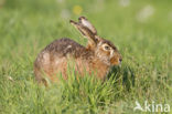 Brown Hare (Lepus europaeus)