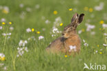 Haas (Lepus europaeus)