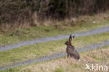 Brown Hare (Lepus europaeus)