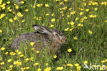 Haas (Lepus europaeus)