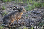 Brown Hare (Lepus europaeus)