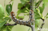 Northern Eggar (Lasiocampa quercus)