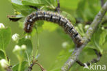 Northern Eggar (Lasiocampa quercus)