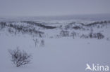 Hardangervidda National Park