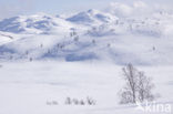 Hardangervidda National Park