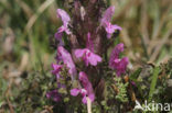 Heidekartelblad (Pedicularis sylvatica) 