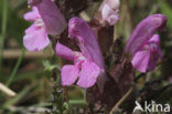 Heidekartelblad (Pedicularis sylvatica) 