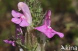 Heidekartelblad (Pedicularis sylvatica) 