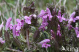 Heidekartelblad (Pedicularis sylvatica) 