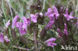 Heidekartelblad (Pedicularis sylvatica) 