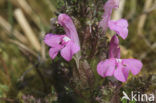 Heidekartelblad (Pedicularis sylvatica) 