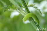 Herfstspanner (Epirrita dilutata)