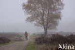 Hoorneboegse Heide