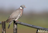 Houtduif (Columba palumbus)