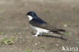 Common House-Martin (Delichon urbicum)