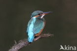 IJsvogel (Alcedo atthis)