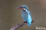 IJsvogel (Alcedo atthis)