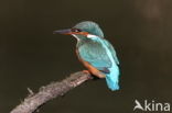 IJsvogel (Alcedo atthis)