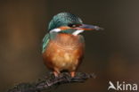 IJsvogel (Alcedo atthis)