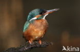 IJsvogel (Alcedo atthis)