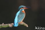 IJsvogel (Alcedo atthis)